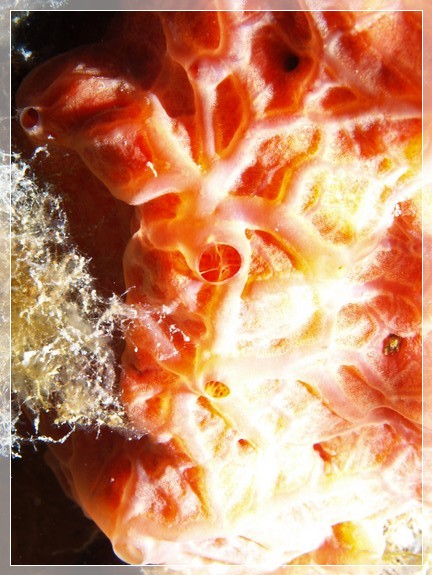 Orangefarbener Strahlenschwamm (Spirastrella cunctatrix) Bildnummer 20120825_0009A1258399