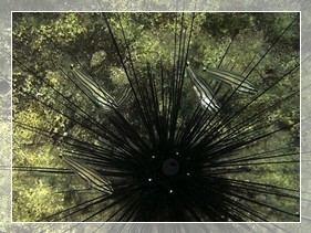 Fünfstreifen-Kardinalbarsch (Cheilodipterus quinquelineatus) Bildnummer 2018_001 Fünfstreifen-Kardinalbarsch (Cheilodipterus quinquelineatus) Bildnummer 2018_001