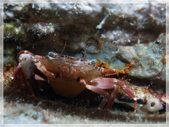 Ruderkrabbe (Liocarcinus depurator) Bildnummer 20120825_0021A1258420