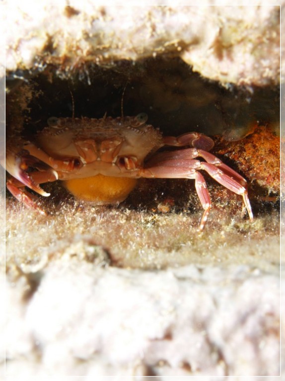 Ruderkrabbe (Liocarcinus depurator) Bildnummer 20120825_0022A1258422