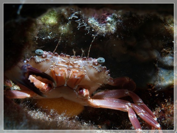 Ruderkrabbe (Liocarcinus depurator) Bildnummer 20120825_0023A1258423