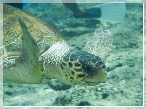 Unechte Karettschildkröte (Caretta caretta) Bildnummer 20090827_0032A1278495