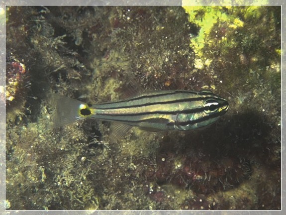 Fünfstreifen-Kardinalbarsch (Cheilodipterus quinquelineatus) Bildnummer 2018_004 Fünfstreifen-Kardinalbarsch (Cheilodipterus quinquelineatus) Bildnummer 2018_004
