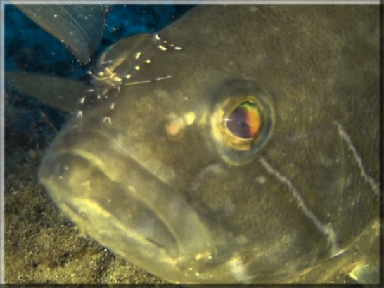 Weißer Zackenbarsch (Epinephelus aeneus) Bildnummer 2017_004