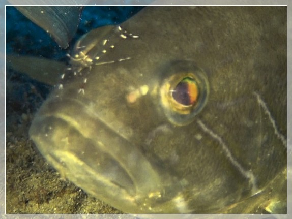 Weißer Zackenbarsch (Epinephelus aeneus) Bildnummer 2017_004_3x4