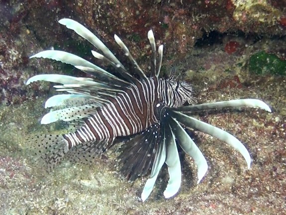 Rotfeuerfisch (Pterois volitans) Bildnummer: 2016_005