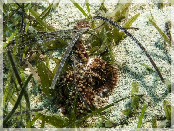 Dornenseestern (Coscinasterias tenuispina) Bildnummer 20120826_0062A1268618