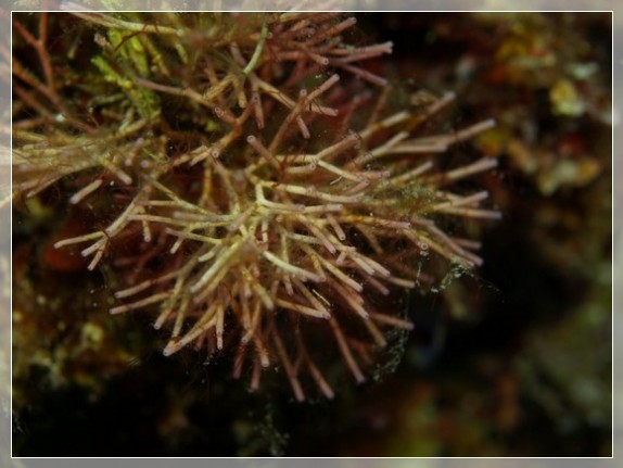 Feines Korallenmoos (Jania rubens) Bildnummer 20130910_0077A1109357