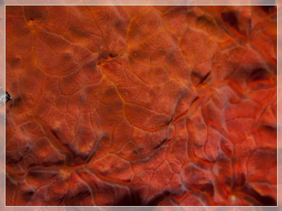 Orangefarbener Strahlenschwamm (Spirastrella cunctatrix) Bildnummer 20110910_0080A1105782