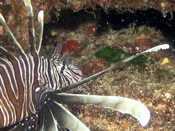 Rotfeuerfisch (Pterois volitans) Bildnummer: 2016_008