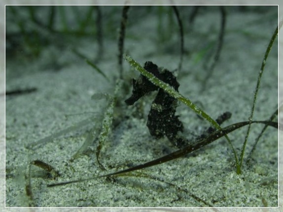 Kurzschnäuziges Seepferdchen (Hippocampus hippocampus) ) Bildnummer 20130910_0098A1109406_1