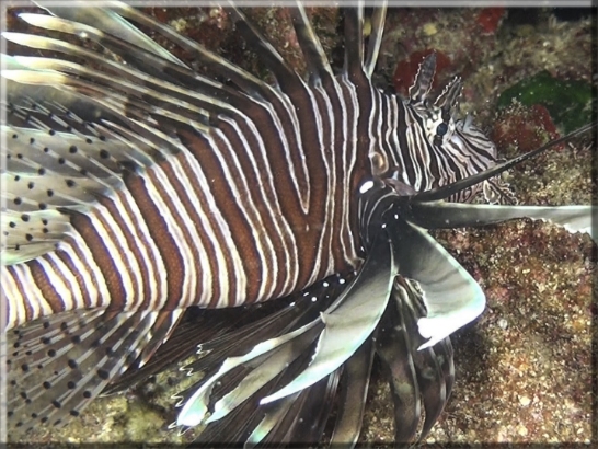 Rotfeuerfisch (Pterois volitans) Bildnummer: Rotfeuerfisch 2016_009