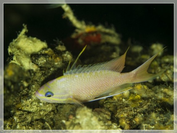 Roter Fahnenbarsch (Anthias anthias)  ♂ Bildnummer 20130912_0101A1129414_1