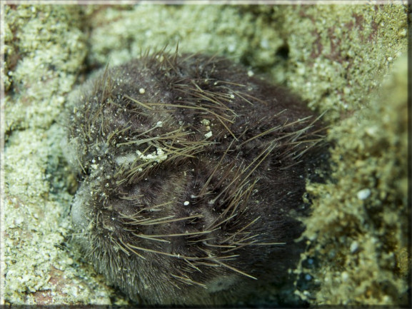 Violetter Herzigel (Spatangus purpureus); Brennweite 50 mm; Blende 5,0; Belichtungszeit 1/160; ISO 100; Bildnummer 20130912_0102_A1129439_1