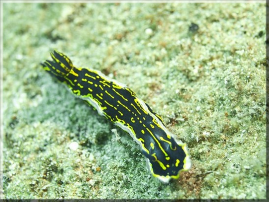 Variable Sternschnecke (Felimare picta); Brennweite 50 mm; Blende 3,2; Belichtungszeit 1/100; ISO100; Bildnummer 20100903_0102A1032521