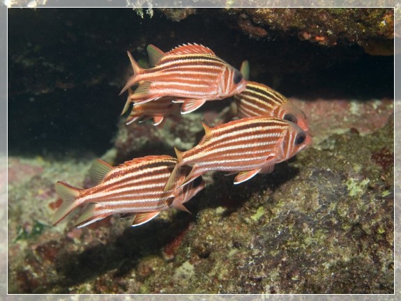 Roter Eichhörnchenfisch (Sargocentron rubrum) Bildnummer 20090831A1318741