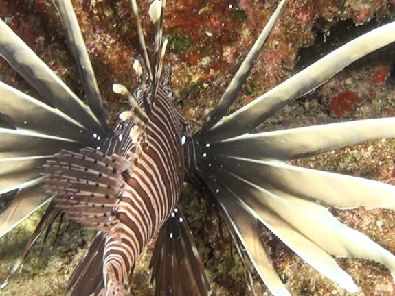 Rotfeuerfisch (Pterois volitans)