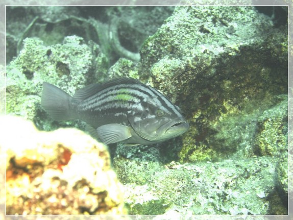 Spitzkopf-Zackenbarsch (Epinephelus alexandrinus) Bildnummer 20090831_0122A1318756