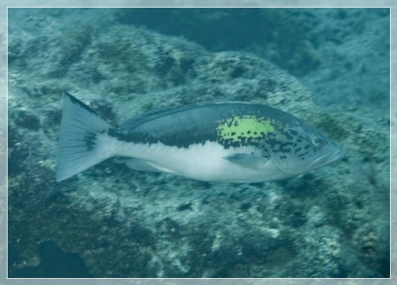 Spitzkopf-Zackenbarsch (Epinephelus alexandrinus) Geschlechtsreife Männchen Bildnummer 20090831_0128A1318767