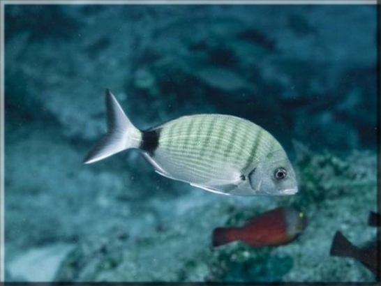 Große Geißbrasse (Diplodus sargus sargus); Brennweite 50 mm; Blende 4,5; Belichtungszeit 1/100; ISO 100; Bildnummer 20090831_129A1318770