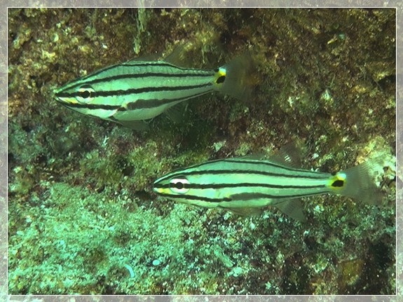 Fünfstreifen-Kardinalbarsch (Cheilodipterus quinquelineatus) Bildnummer 2018_013 Fünfstreifen-Kardinalbarsch (Cheilodipterus quinquelineatus) Bildnummer 2018_013