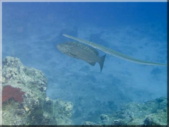 Blaugefleckter Flötenfisch (Fistularia commersonii); Brennweite 50 mm; Blende 4,5; Belichtungszeit 1/100; ISO 400; Bildnummer 20090831_132A1318773_2