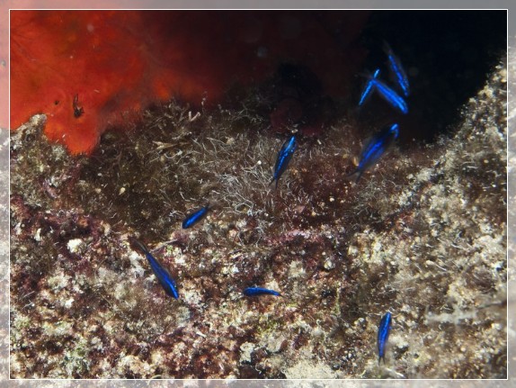 Mönchsfisch (Chromis chromis)  Bildnummer 20110911_0134A1115919