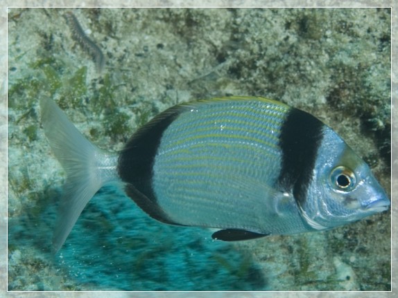 Zweibindenbrasse (Diplodus vulgaris) Bildnummer 20090831_0138A1318784