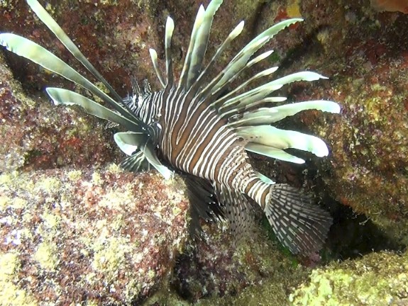 Rotfeuerfisch (Pterois volitans)