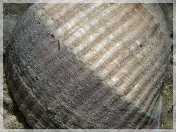 Große Tonnenschnecke (Tonna Galea) Bildnummer 20120828_0140A1288798