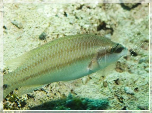 Pfauen-Lippfisch (Symphodus tinca) Bildnummer 20090831_0143A1318793