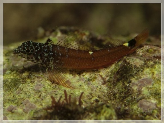 Zwerg-Spitzkopfschleimfisch (Tripterygion melanurus) Bildnummer 20130913_0146A1139533_2