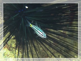 Fünfstreifen-Kardinalbarsch (Cheilodipterus quinquelineatus) Bildnummer 2018_015 Fünfstreifen-Kardinalbarsch (Cheilodipterus quinquelineatus) Bildnummer 2018_015
