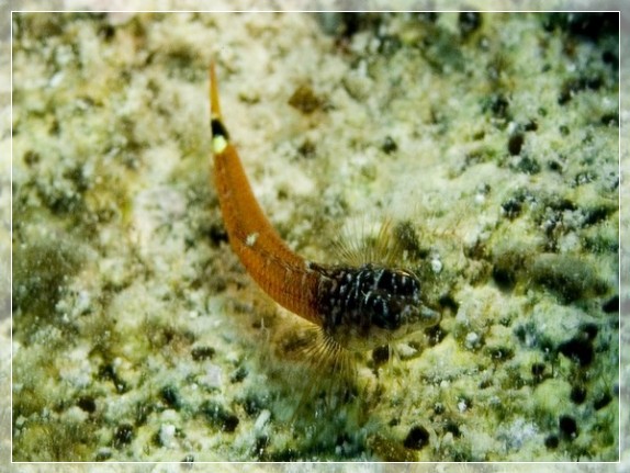 Zwerg-Spitzkopfschleimfisch (Tripterygion melanurus) Bildnummer 20090831_0152A1318809