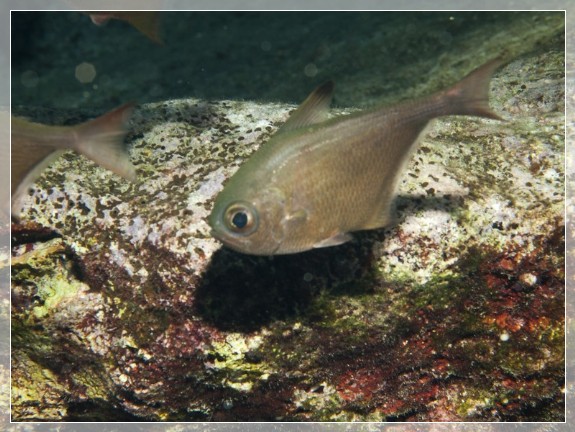 Höhlen-Bleibauchfisch (Pempheris vanicolensis) Bildnummer 20110911_0153A1115950