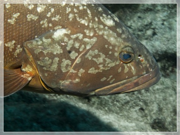 Brauner Zackenbarsch (Epinephelus marginatus)  Bildnummer 20120829_0175A1298872)