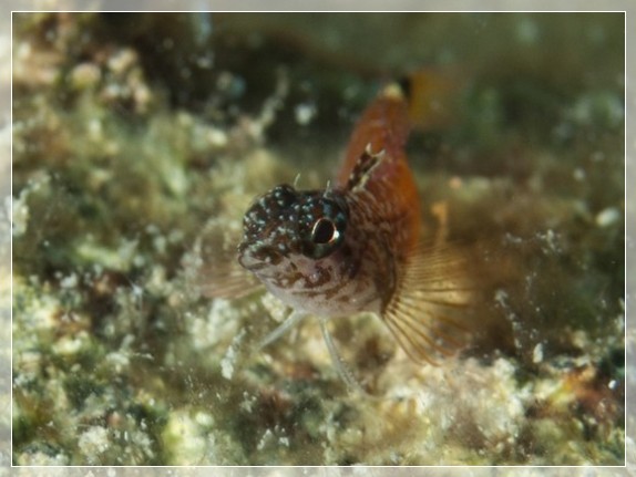 Zwerg-Spitzkopfschleimfisch (Tripterygion melanurus) Bildnummer 20110913_0182A1136014