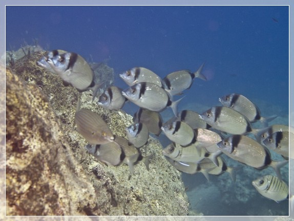 Zweibindenbrasse (Diplodus vulgaris) Bildnummer 20100906_0184A1062683