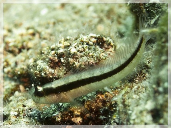 Längsstreifen Schleimfisch (Parablennius rouxi) Bildnummer 20100906_0187A1062691