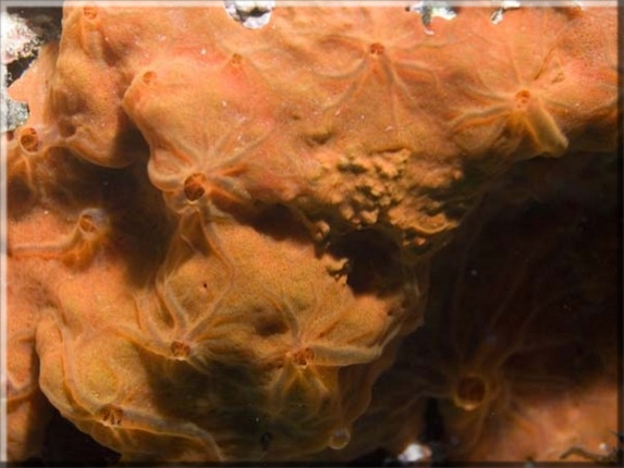 Orangefarbener Strahlenschwamm (Spirastrella cunctatrix); Brennweite 50,0 mm; Blende 5,0; Belichtungszeit 1/100; ISO 100; Bildnummer 20090196A1028930 Orangefarbener Strahlenschwamm (Spirastrella cunctatrix); Brennweite 50,0 mm; Blende 5,0; Belichtungszeit 1/100; ISO 100; Bildnummer 20090196A1028930