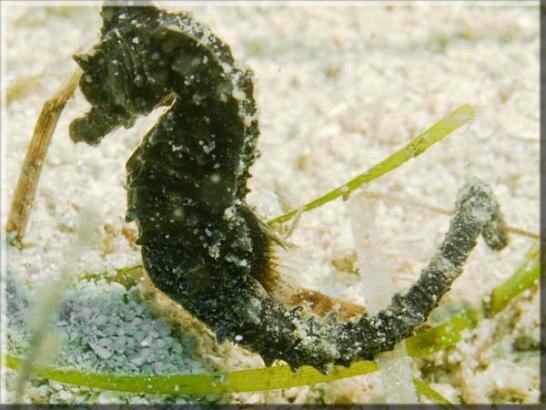 Kurzschnauziges Seepferdchen (Hippocampus hippocampus); Brennweite 50 mm; Blende 10,0; Belichtungszeit 1/100; ISO 100; Bildnummer 20090902_0206A1028946