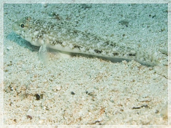 Schlank-Grundel (Gobius genioporus) Bildnummer 20090902_0221A1028977