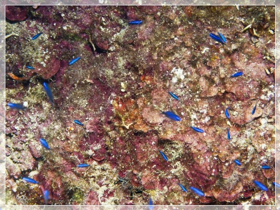 Mönchsfisch (Chromis chromis) Bildnummer 20100908_0236A1082807