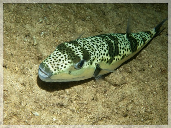 Kugelfisch (Lagocephalus sceleratus)  Bildnummer 20110913_0238A1136093