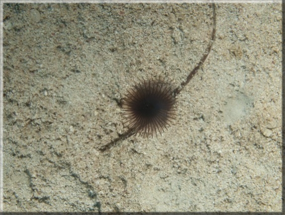 Schlicksabelle (Myxicola infundibulum); Brennweite 50 mm; Blende 16,0; Belichtungszeit 1/100; ISO 100; Bildnummer20110916_0278A1166144