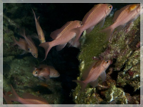 Roter Fahnenbarsch (Anthias anthias)♀ Bildnummer 20110917_0307A1176216_1