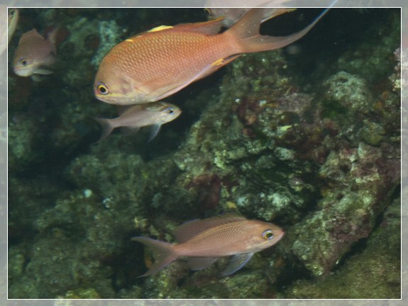 Roter Fahnenbarsch (Anthias anthias) Bildnummer 20110917_0311A1176220