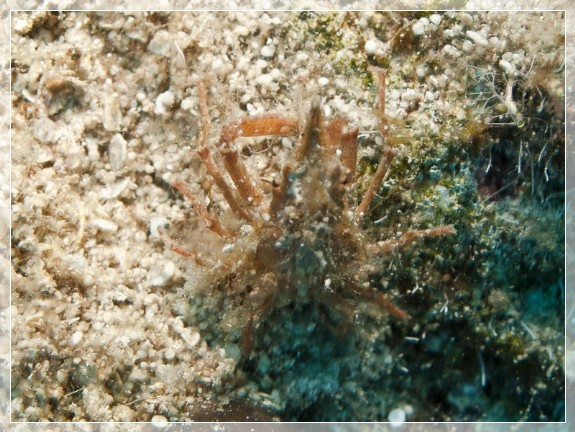 Kleine Mittelmeer-Seespinne (Maja crispata) Bildnummer 20100909_0333A1093012