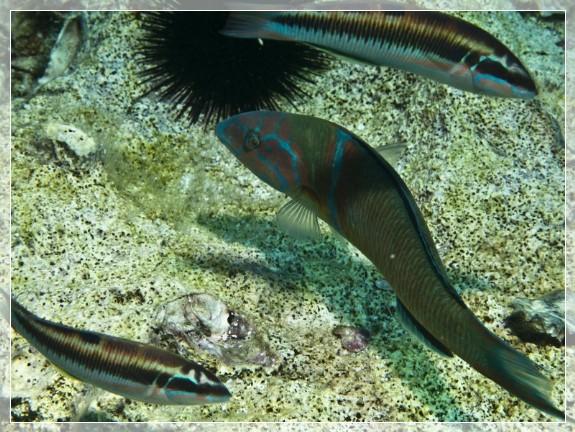 Meerpfau (Thalassoma pavo)  Bildnummer 20110917_0359A1176283  