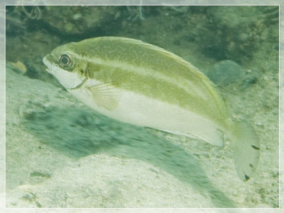 Dunkler Kaninchenfisch (Siganus Luridus) Bildnummer 20090906_0368A1069246